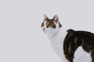 stock-photo-of-a-cat-