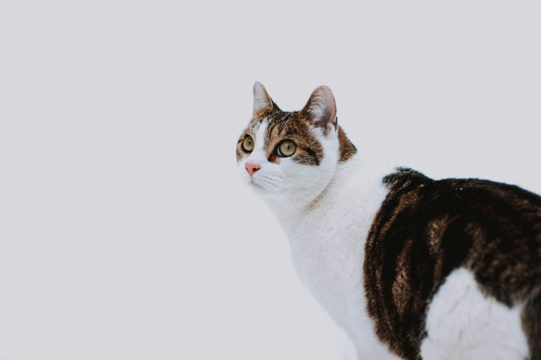 stock-photo-of-a-cat-