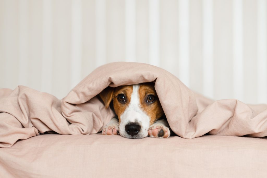 Cute Jack Russell Terrier dog lying on a bed, covered by a soft beige blanket.