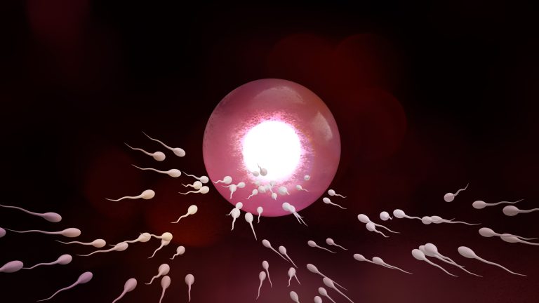 The-Sperm-and-ovary-for-sci-content-3d-rendering