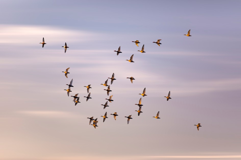Flying Duck. Colorful Sky Background.