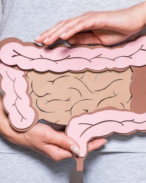 partial view of woman holding paper made large intestine on grey background