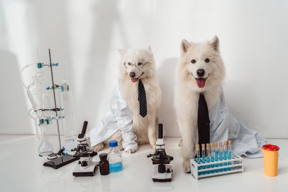 Two-Samoyed-Dogs-Dressed-as-Scientists-in-Lab